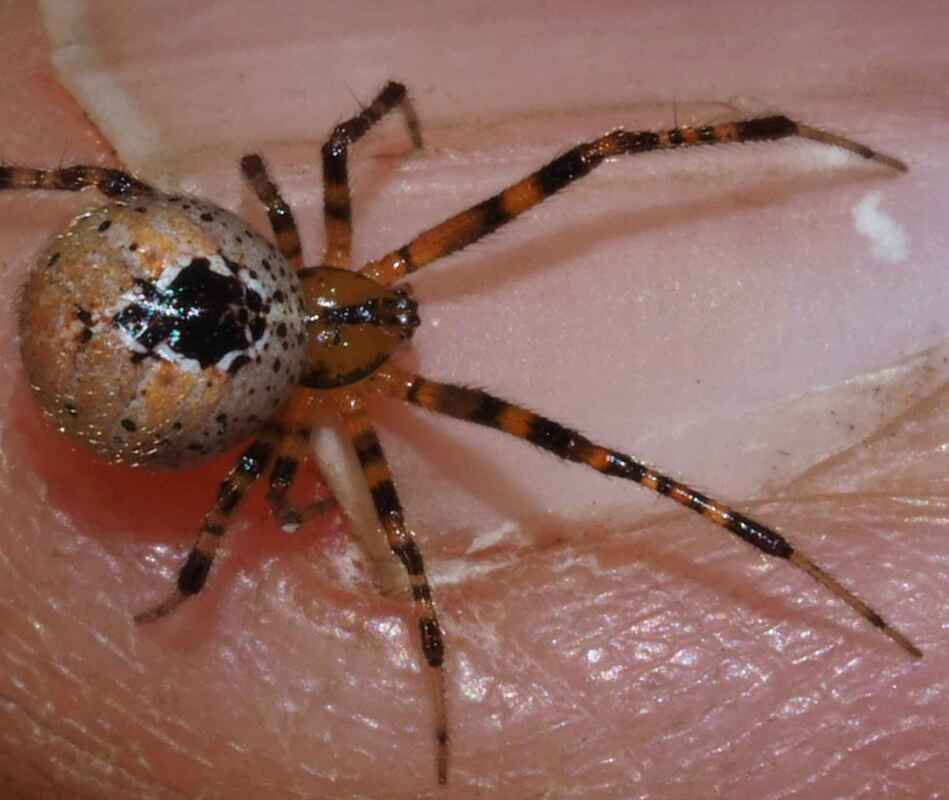 How to ID Spiders by Their Webs