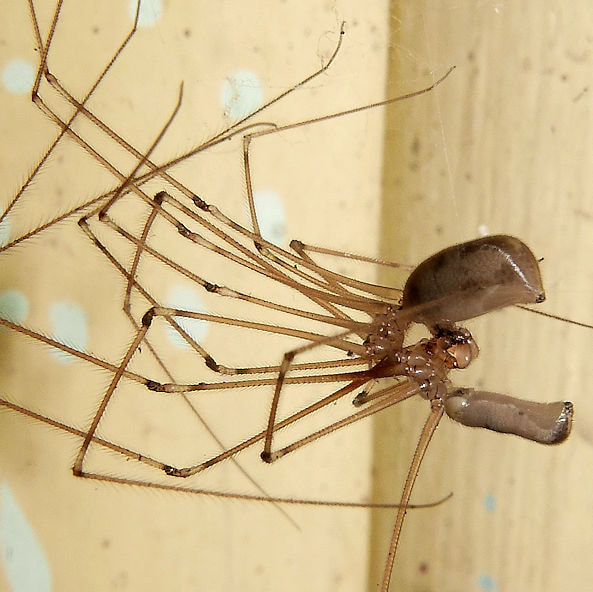 Get Rid of Daddy Long Leg Spiders in Your Home